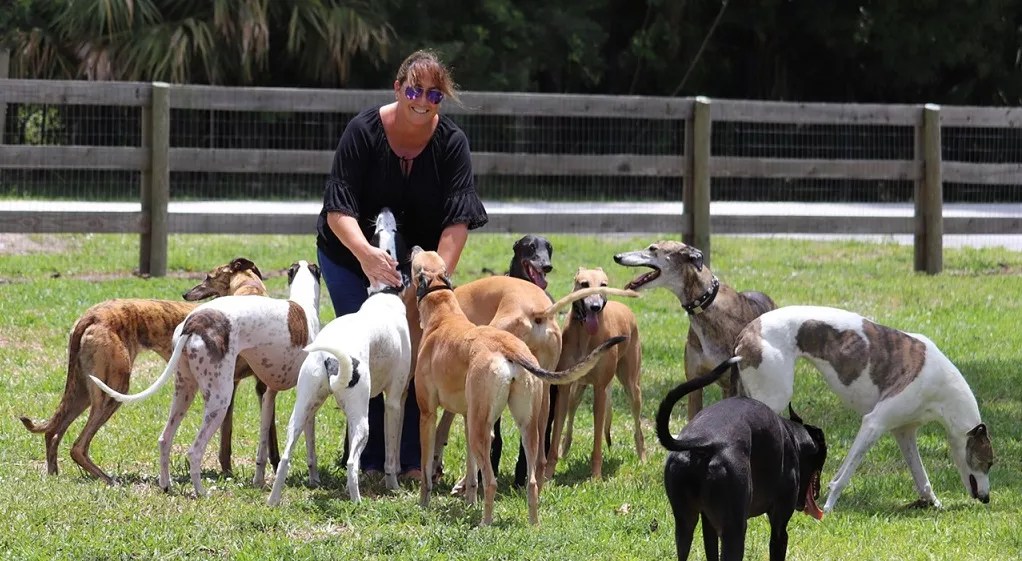 Owner of Greyhound Adoption Agency Details Abuses of Dogs at Palm Beach Kennel Club