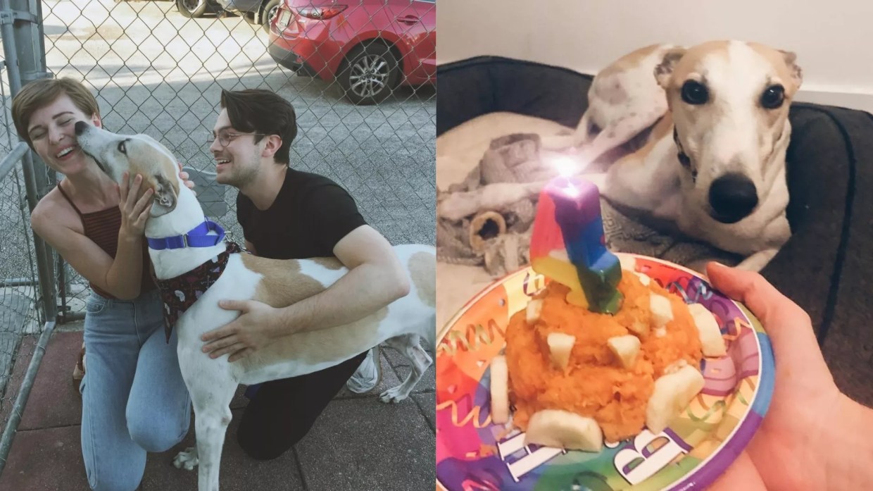 Floridians: Vote Today to Save Racing Dogs Like Mine