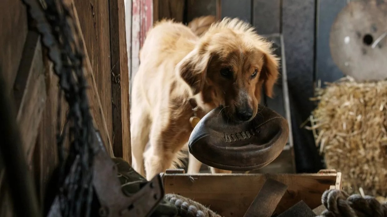 Whatever a Dog’s Purpose Is, It Isn’t to Be in Movies Like <i>A Dog’s Purpose</i>