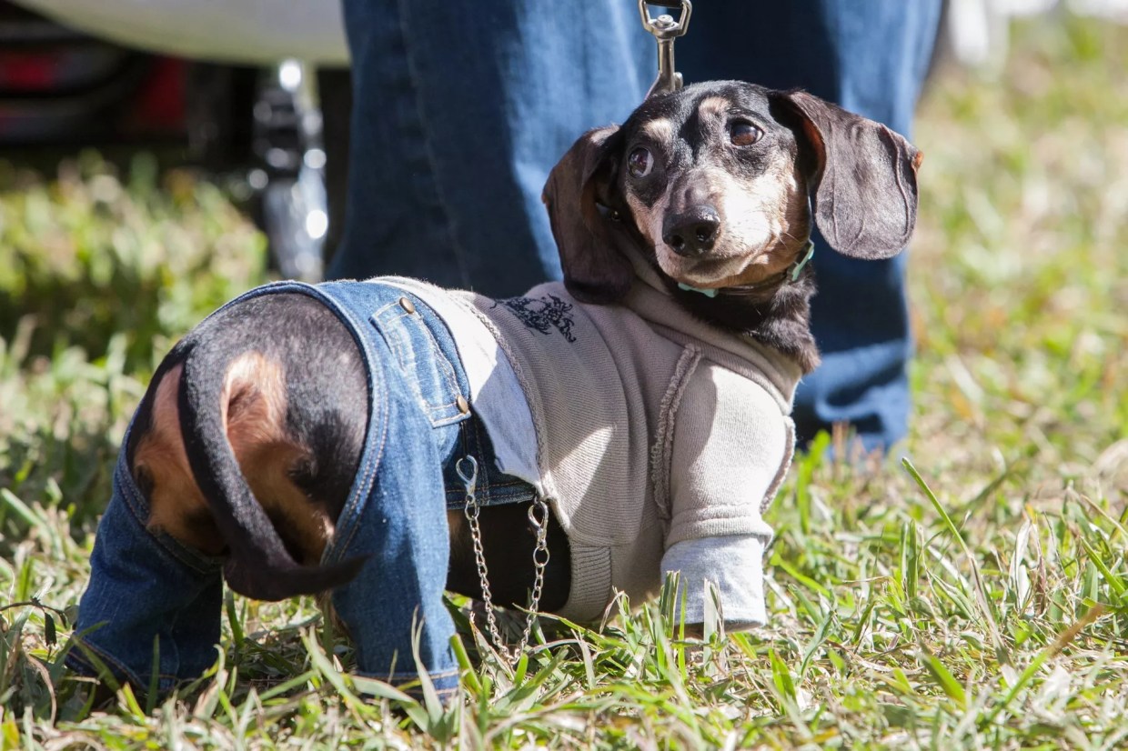 Dachshund Rescuers Take Their Wieners Out for Wienerfest 2019