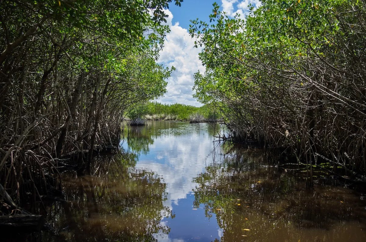 South Florida Family Wins Right to Drill for Oil in Everglades