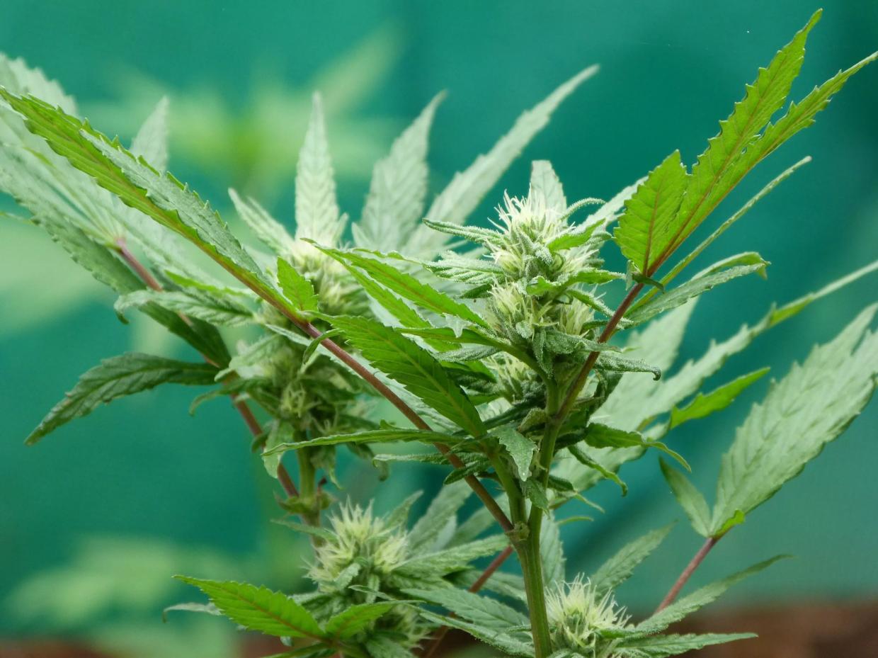 What Floridians Should Know About CBD, Pot’s Nonpsychoactive Sibling
