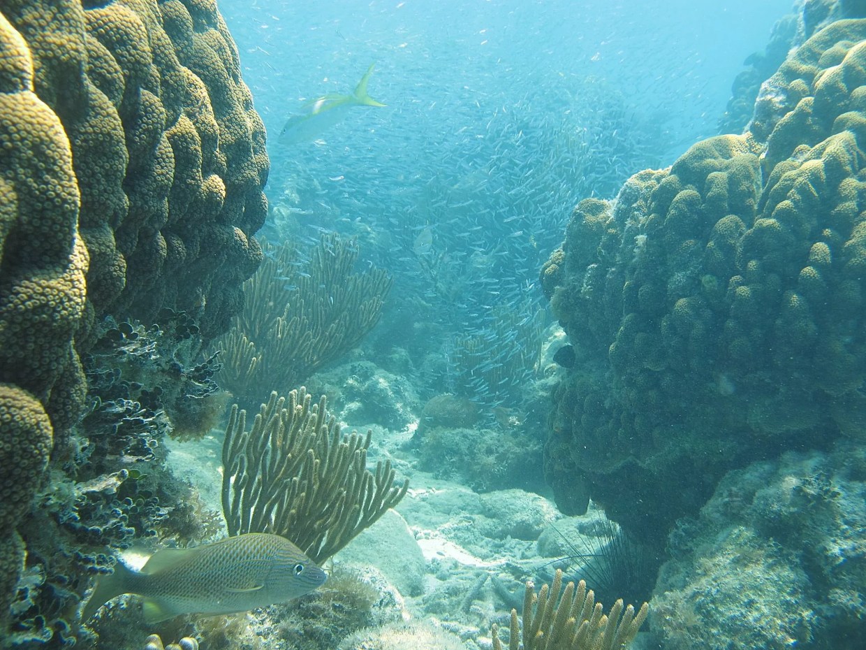 The Mysterious Disease Killing Florida’s Coral Reefs