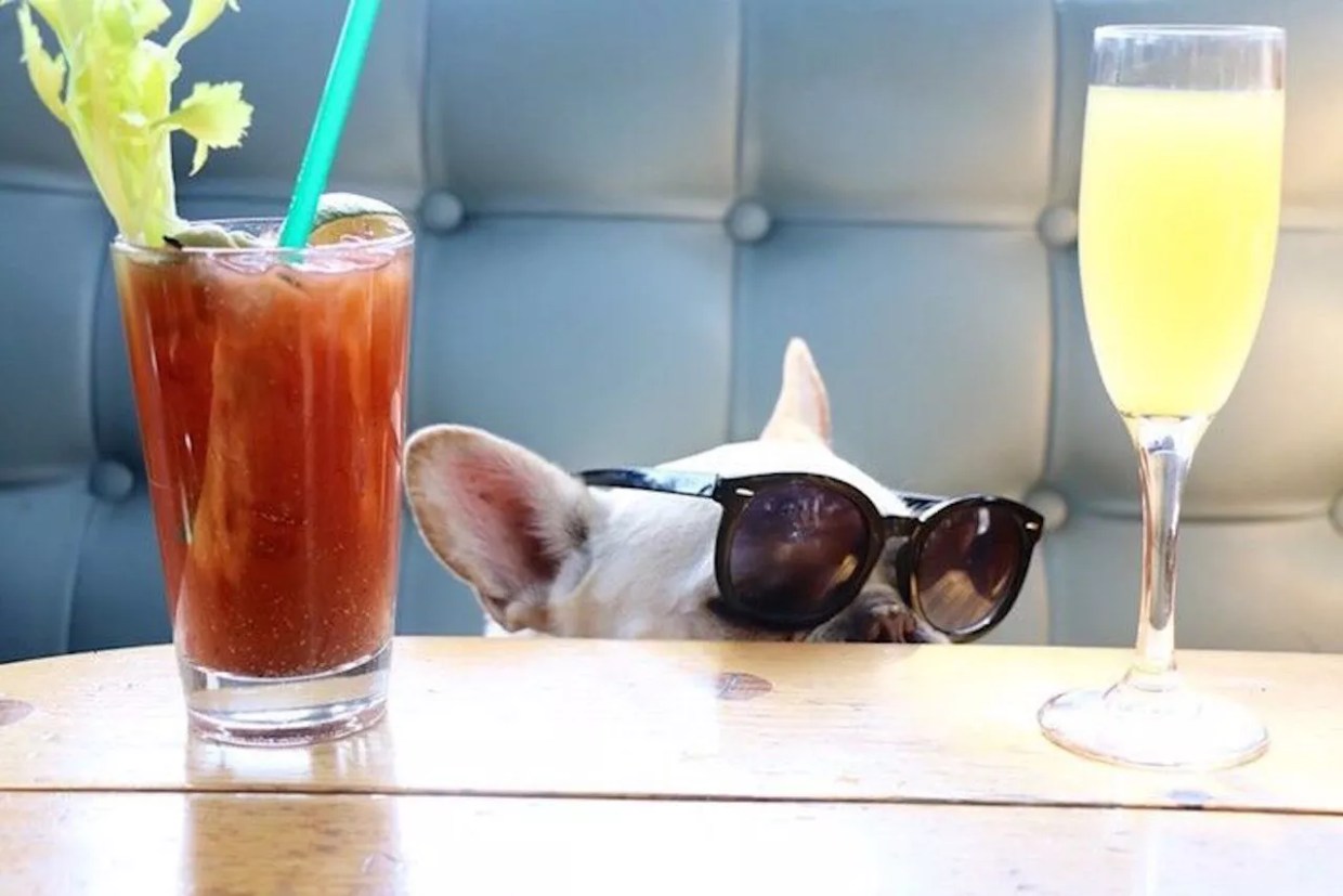 The Eight Best Dog-Friendly Brunches in South Florida