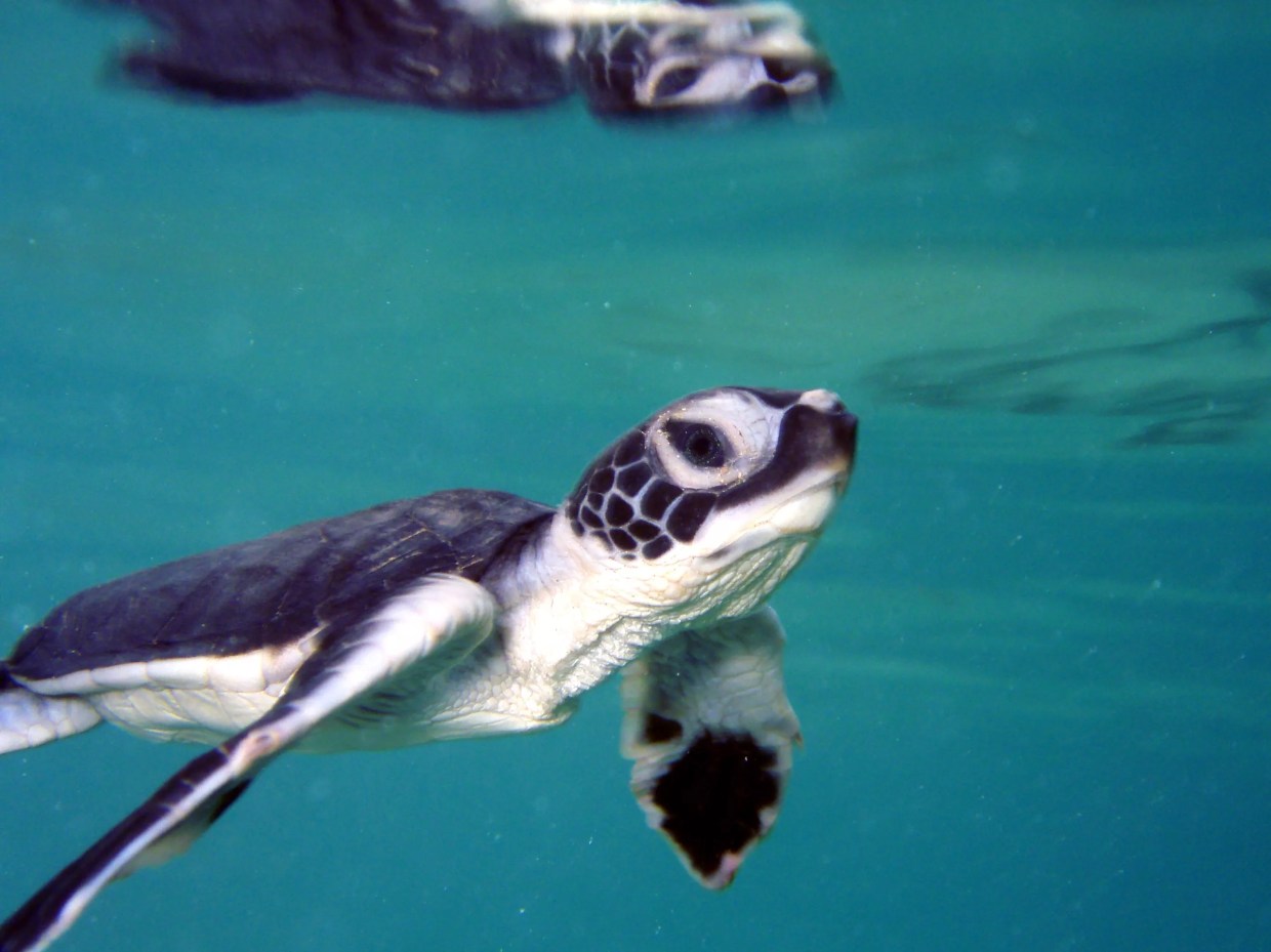 Environmental Groups Blast Trump Administration for Failing Florida’s Green Sea Turtles