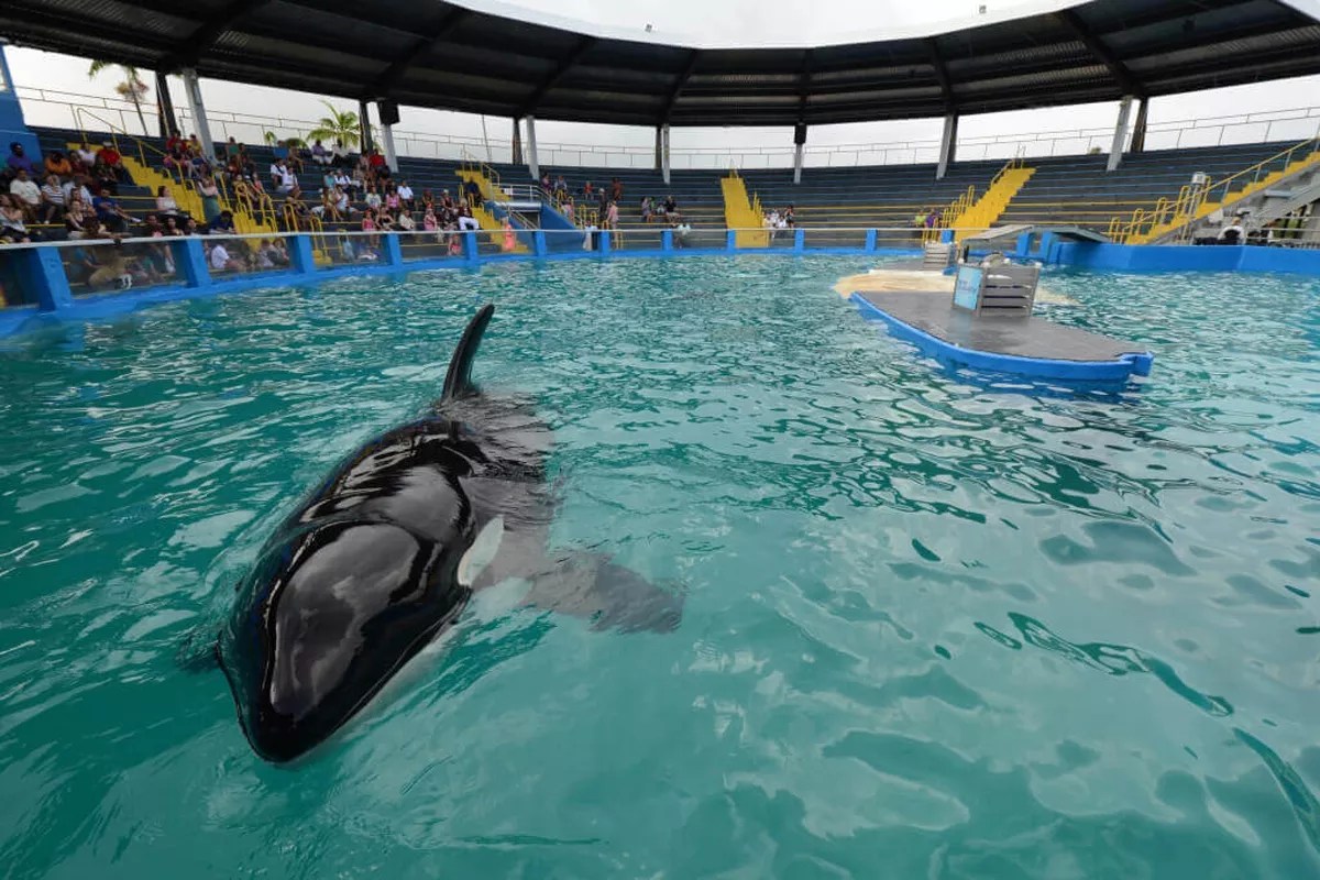 PETA to Feds: Stop SeaQuest Plan to Open in Fort Lauderdale
