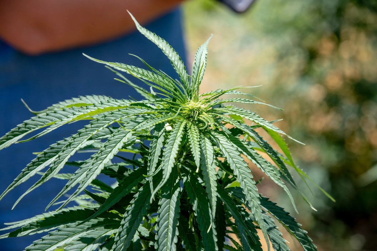 Florida Lawsuit Shows Lack of Regulation for CBD Products, Experts Say