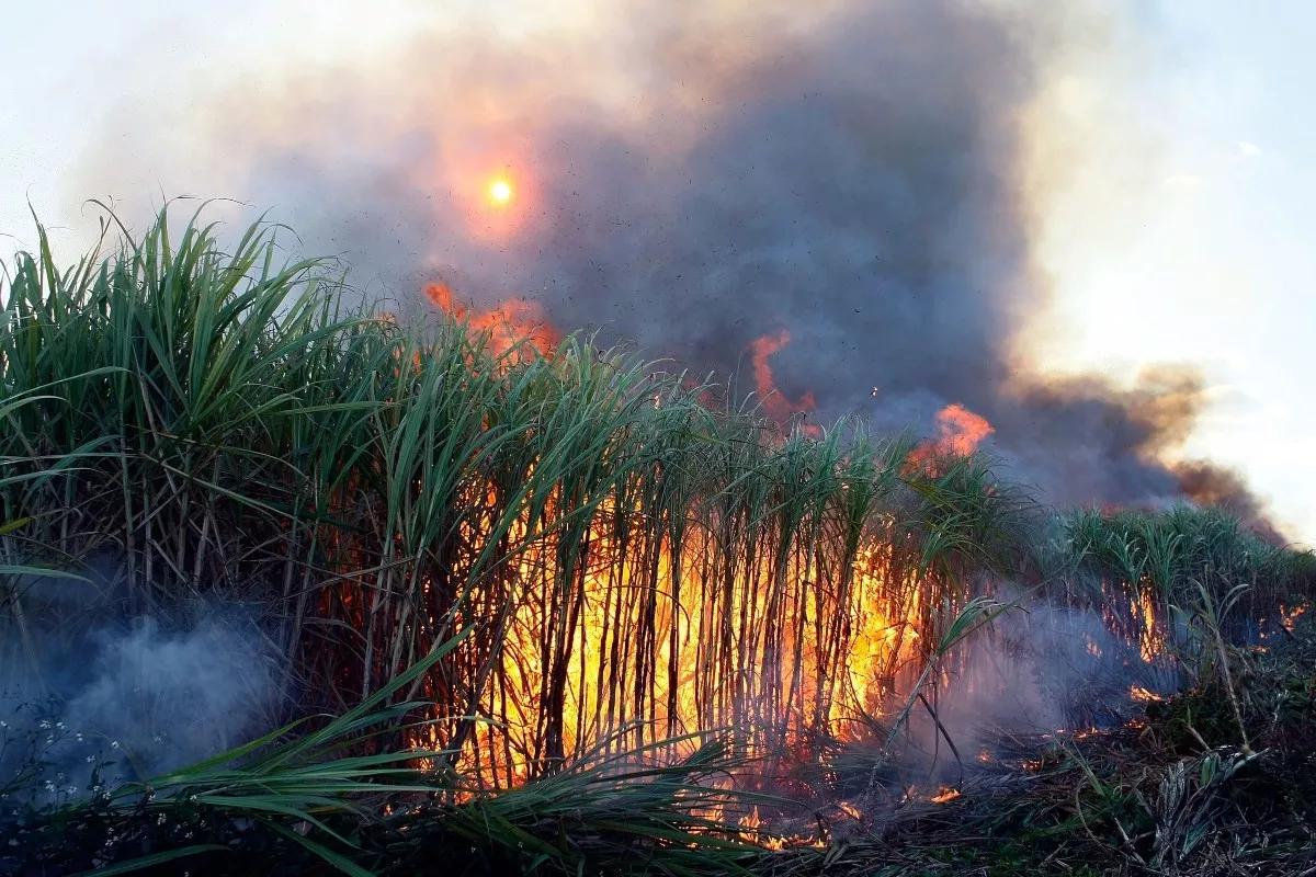 Poor, Black, and Sick Floridians Battle Big Sugar in Court