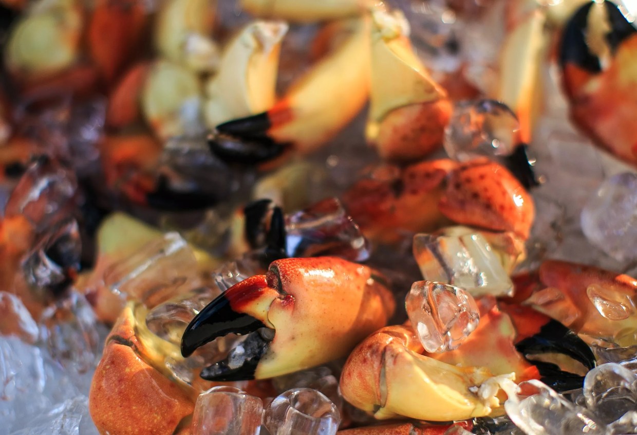 Stone Crab Season Starts October 15: Here’s What You Need to Know