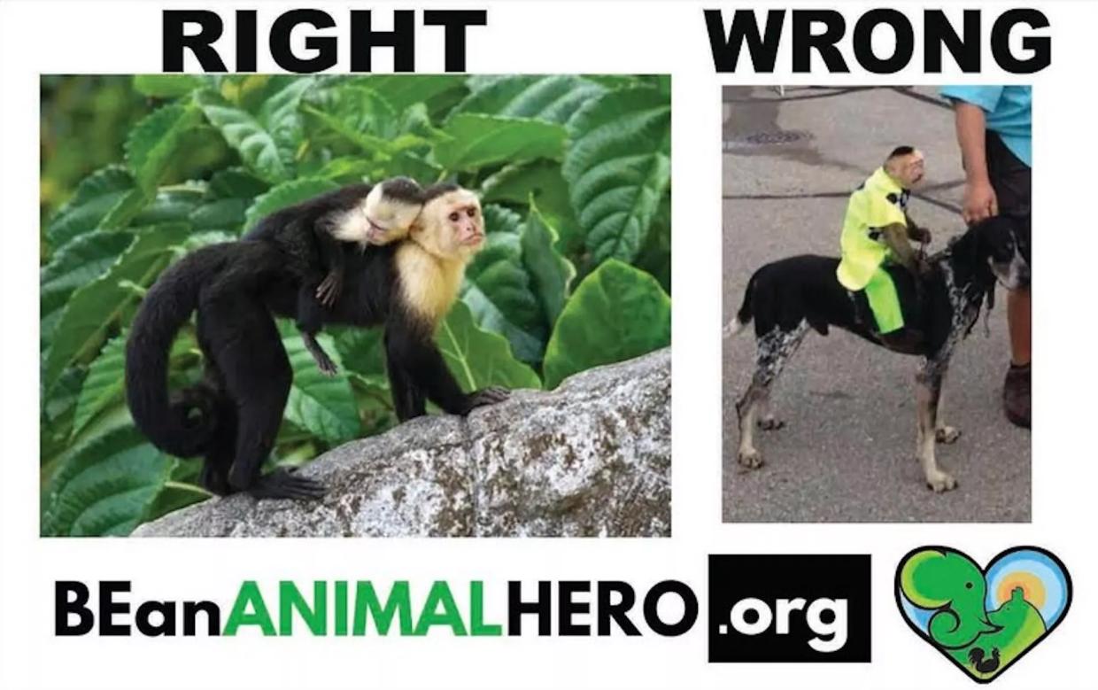 Activists Say Monkeys Dressed Like Jockeys Are “Violently Strapped” to Dogs and Raced at Broward County Fair