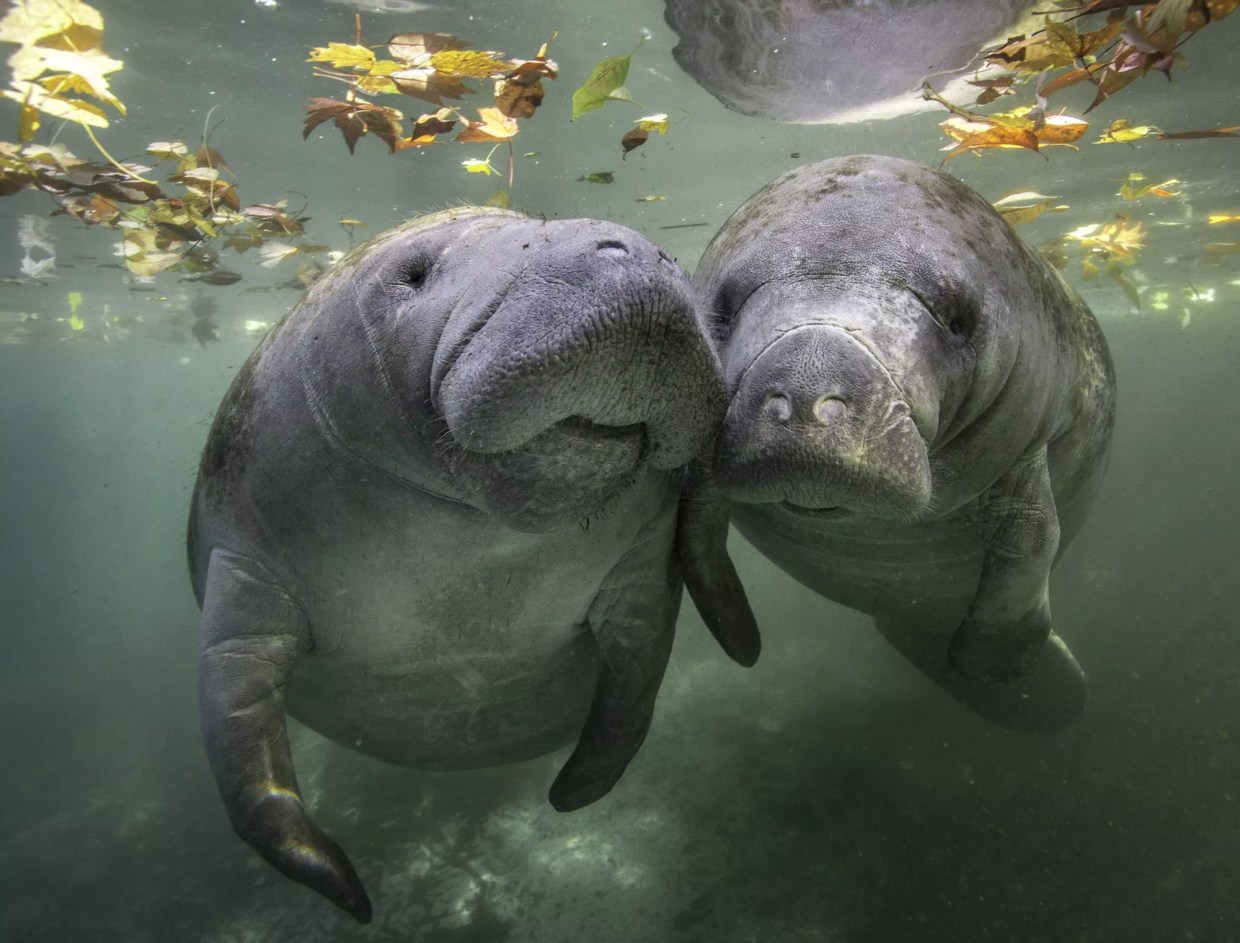 Florida Cops: Stop Narcing on Manatee Orgies! (PHOTOS)
