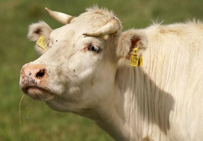 photo of a cream-colored cow or steer wearing an expression that might be interpreted as "I'm not interested in your problems, pal."