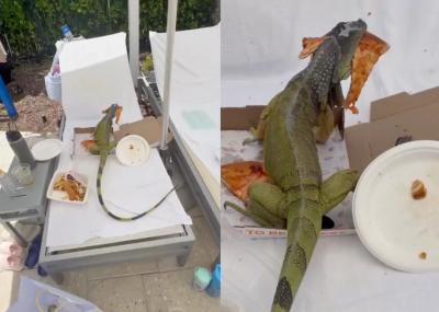 Video: Iguana Steals Pizza at South Florida Resort, Has No Regrets